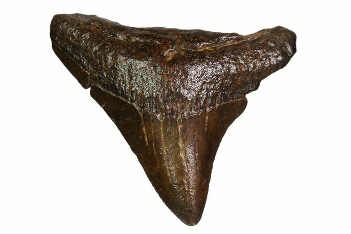 Juvenile Megalodon Tooth - Georgia #158827